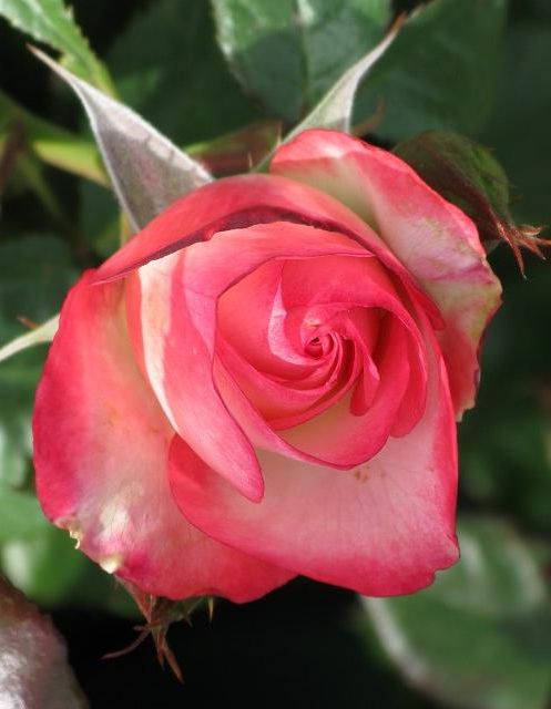  photo CorettaScottKingatfarmsupplyIMG_0660rotatecounter2x_zps4d8bdd93.jpg